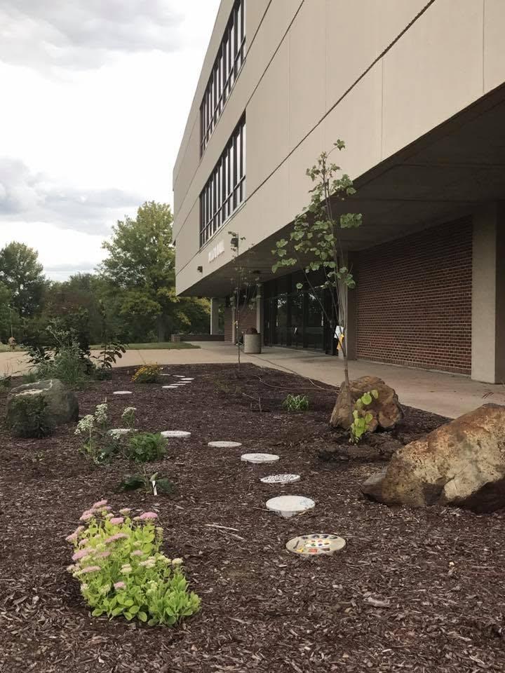 Newly planted red bud trees, September 2017