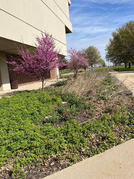 Red Buds in bloom, May 2023
