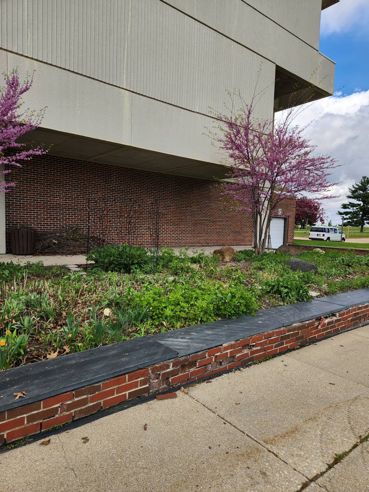 Red Buds in Bloom, May 2025
