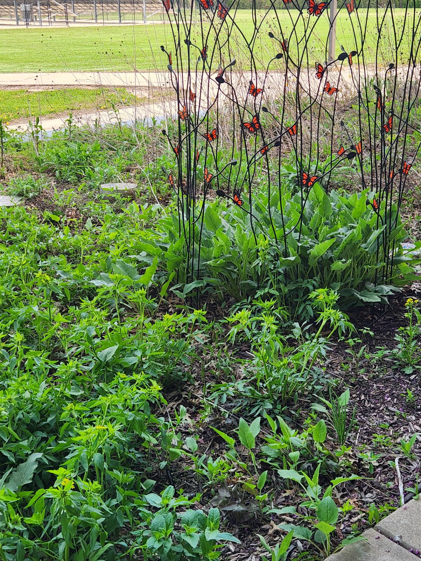 Cup Plant in Early Spring, April 2026