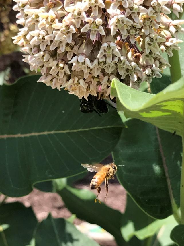 Bees on Milkweed flowers