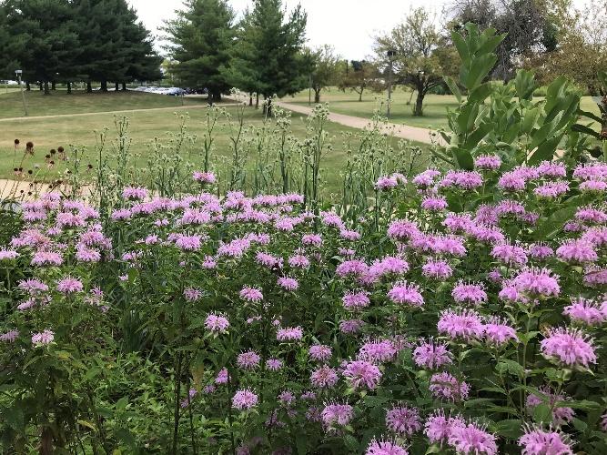 Bergamot and Rattlesnake Master