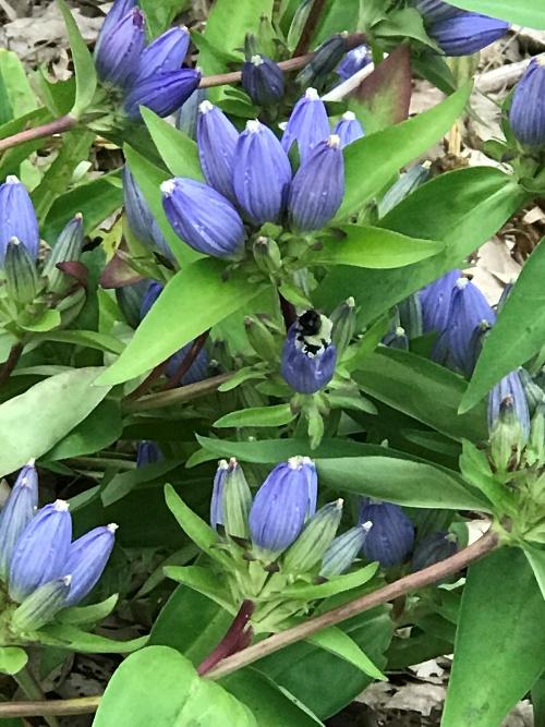 Bumblebee in bottle Gentian flower