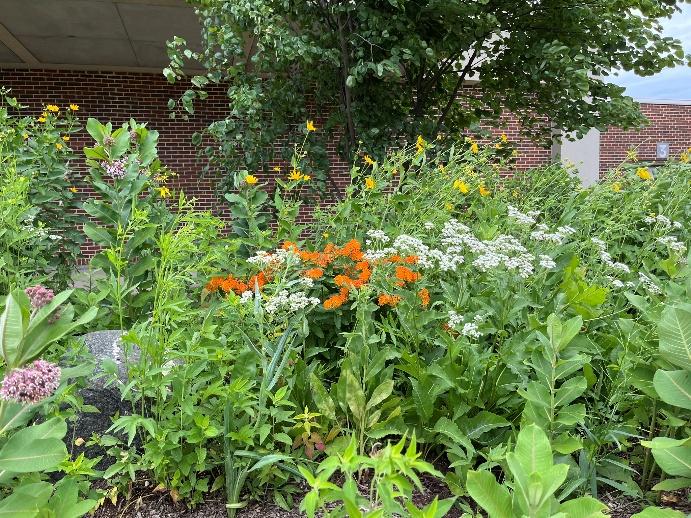 Butterfly Weed and Wild Quinine