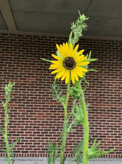 Compass plant flower