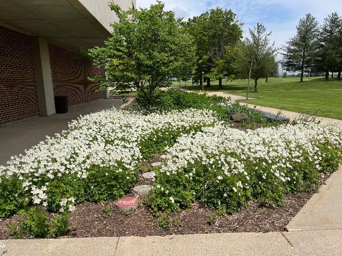Thimbleweed in May, Ready for Pinning and Commencement