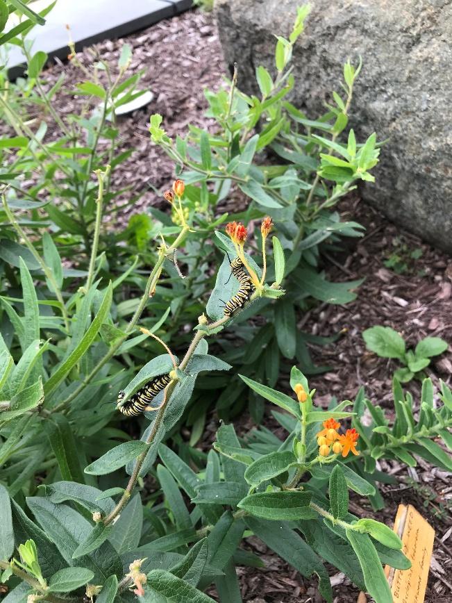 Monarch caterpillars