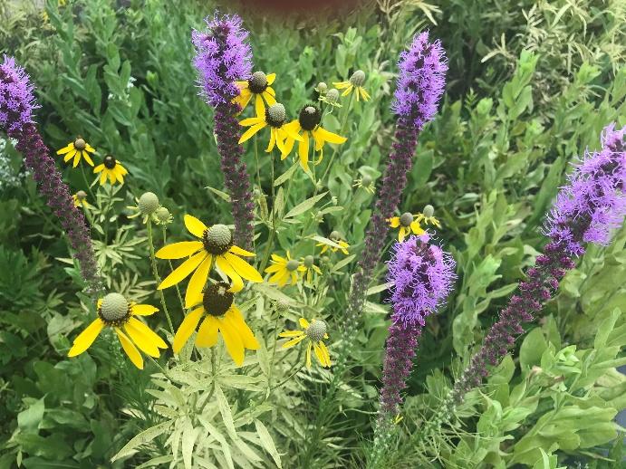 Rudbeckia and Liatris