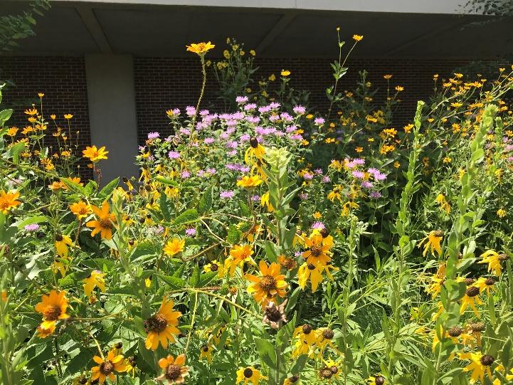 Silphium, Bergamot, Gray-headed Coneflower