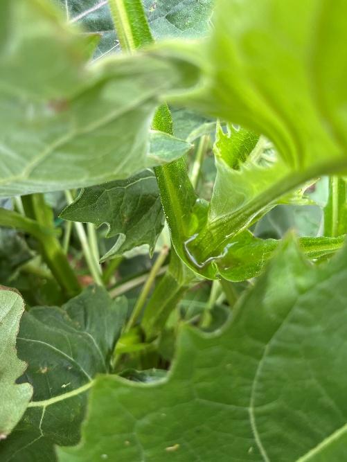Square stems and water held by cup plant leaves
