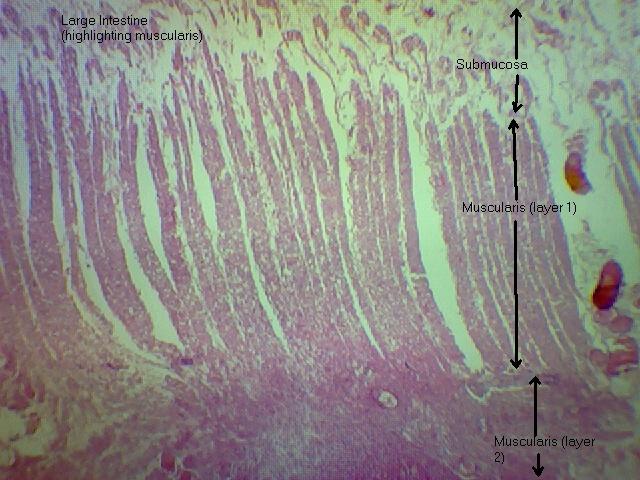 Large Intestine (muscularis) 40x