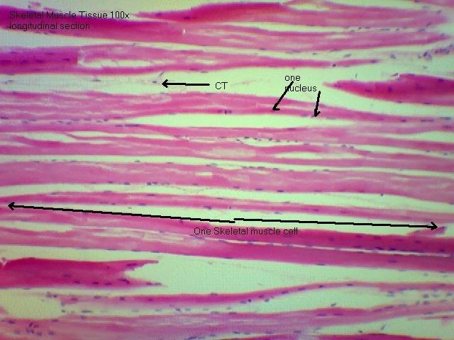 Skeletal muscle longitudinal 100x